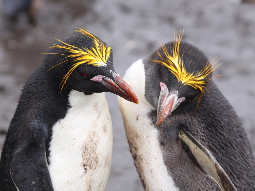 Penguins - Bulgarian Antarctic Institute